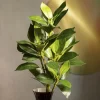 Galazka Sztuczna Edera Liscie 79 Cm