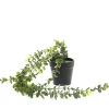 Roslina Sztuczna Eucalyptus W Donicy Wiszaca 50 Cm