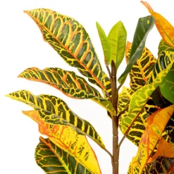 Roslina Sztuczna Tropical Zone Chameleon 120 Cm